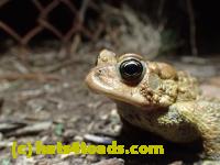 /home//u458753944/public_html/sourcegallery//////////////////////Roxborough Toad Detour/2013-2019/2017/P4110690.JPG